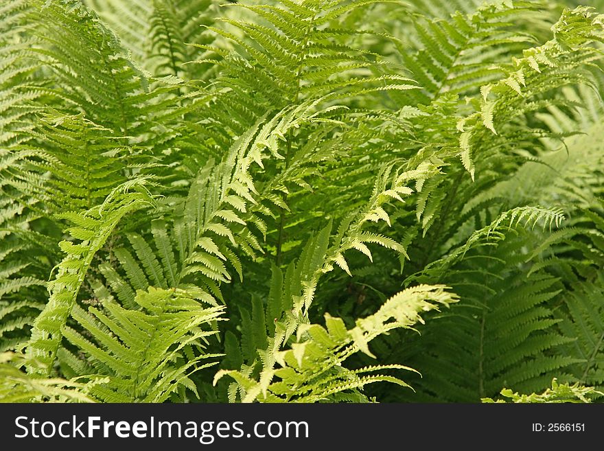 Photo of Green Fern in forest