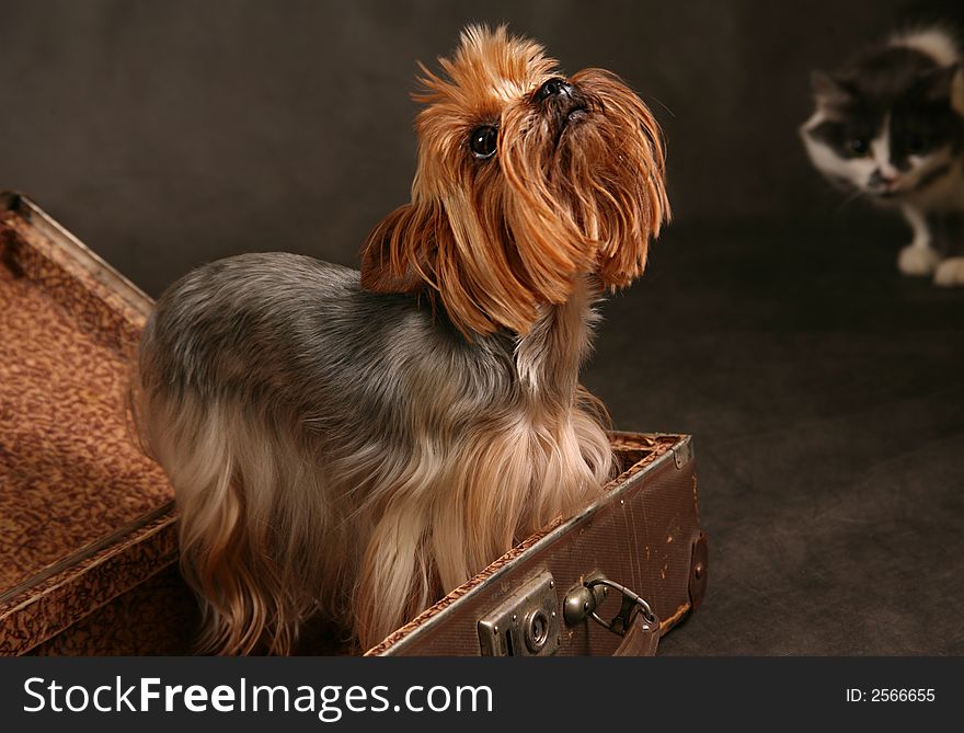 Portrait of yorkshire. Sitting in front of dark background. Portrait of yorkshire. Sitting in front of dark background