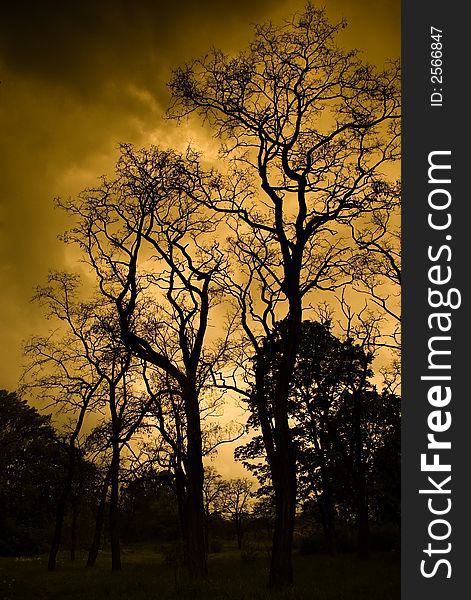 Dead trees in Torun, Poland silhouette. Dead trees in Torun, Poland silhouette