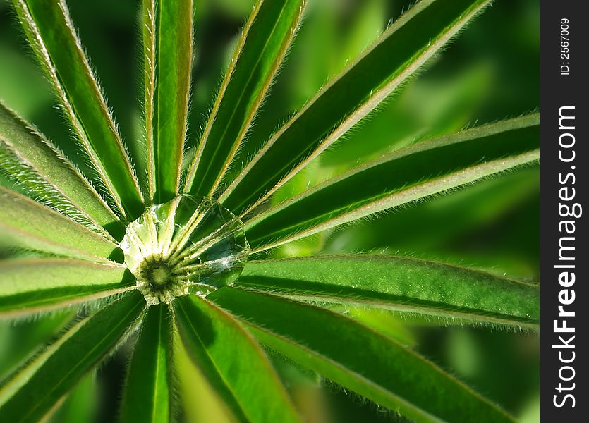 Big Drop And Green Flower