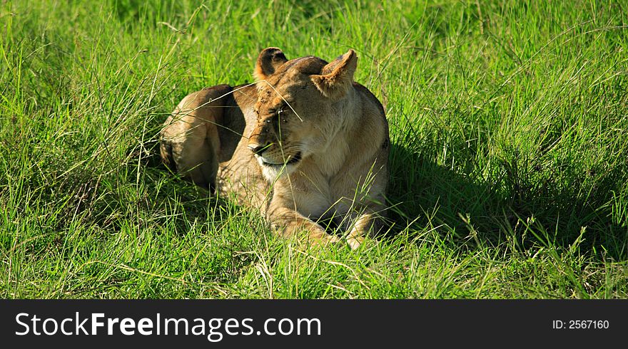 Lioness laid down in the grass Masai Mara Kenya. Lioness laid down in the grass Masai Mara Kenya