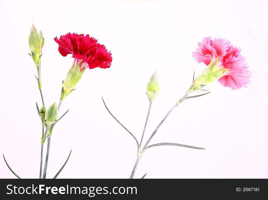 Pink Flower