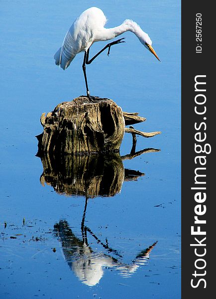 This is a white egret on a log and his reflection. This is a white egret on a log and his reflection