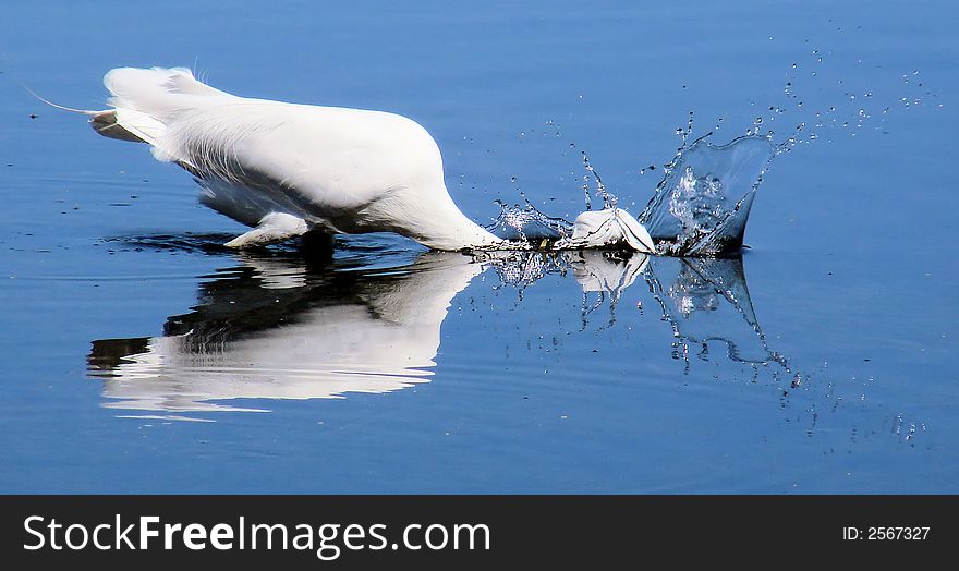 This is a white egret striking the water after a fish. This is a white egret striking the water after a fish