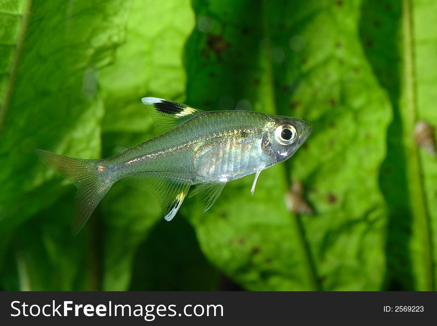 The exotic fish in aquarium, natural lighting