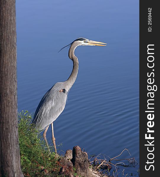 Great blue heron profile framed with gree and cypress knees
