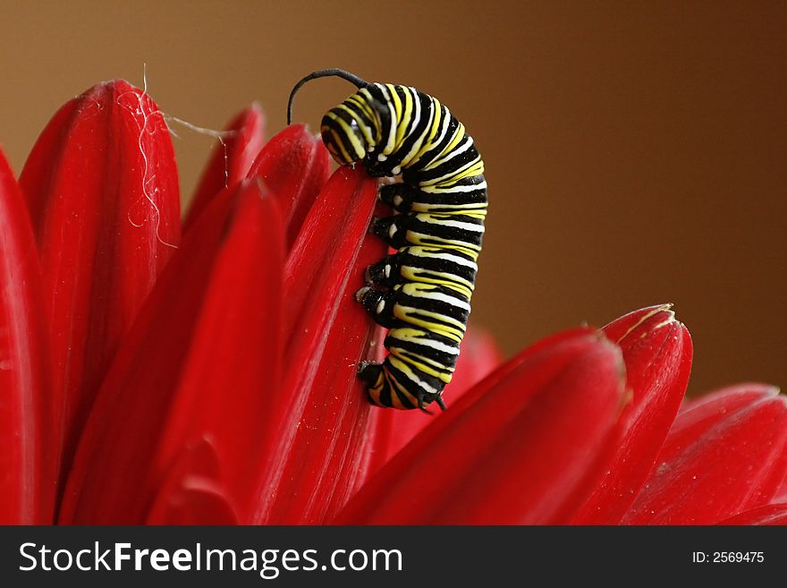 Monarch caterpillar climbing on a red gerber daisy