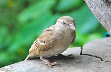 Sparrow Resting Stock Photos Sparrow Resting Stock Photos