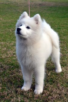 Samoyed Puppy. Royalty Free Stock Photo Samoyed Puppy. Royalty Free Stock Photo
