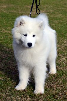 Cute Samoyed Puppy. Royalty Free Stock Images Cute Samoyed Puppy. Royalty Free Stock Images