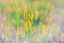 Fresh Grass On Meadow Royalty Free Stock Photos Fresh Grass On Meadow Royalty Free Stock Photos