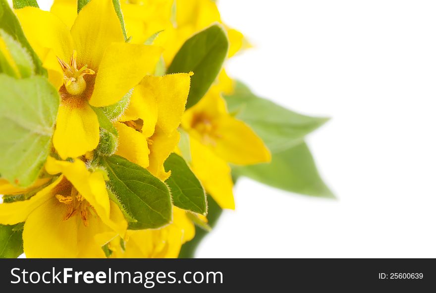 Yellow Flowers With Green Leaves