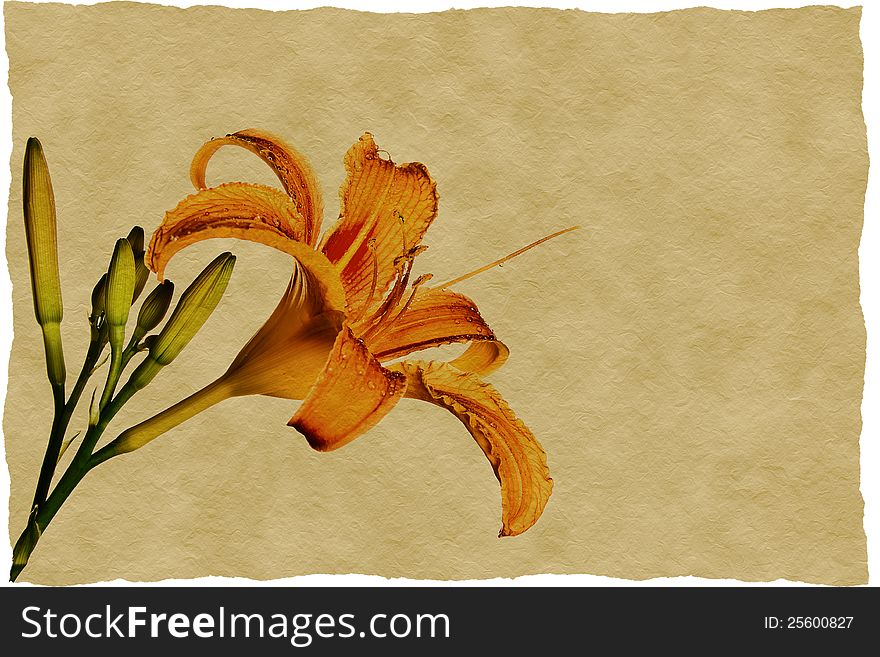 Orange tiger lily picture on old paper