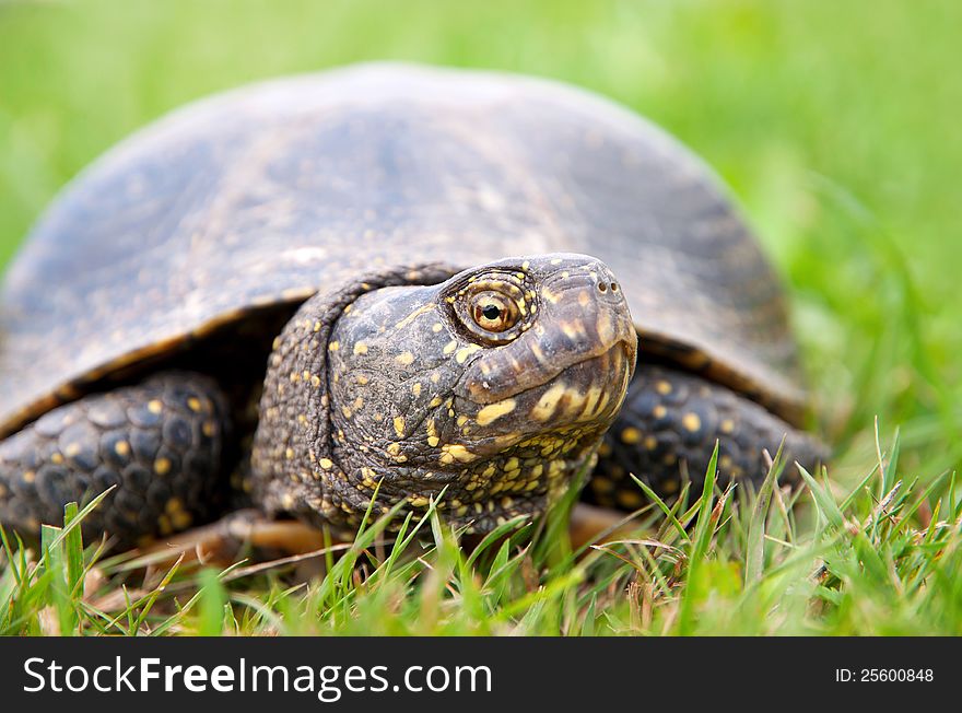 European pond turtle ( Emys orbicularis)