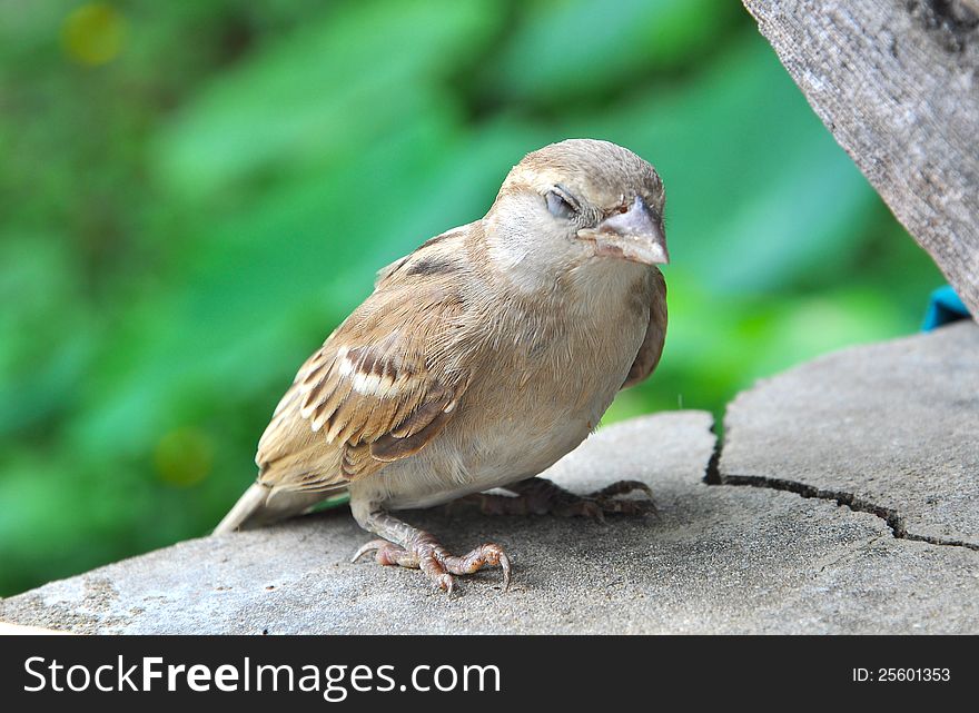 Closeup of a small sparrow resting