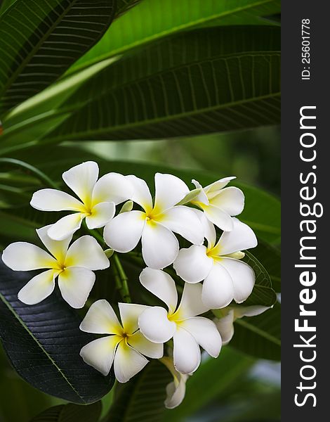 Bunch of white Frangipani flowers at full bloom during summer