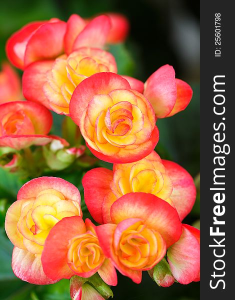 Closeup/Macro of pink begonia flowers