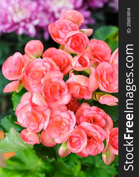 Closeup/Macro pink begonia flowers