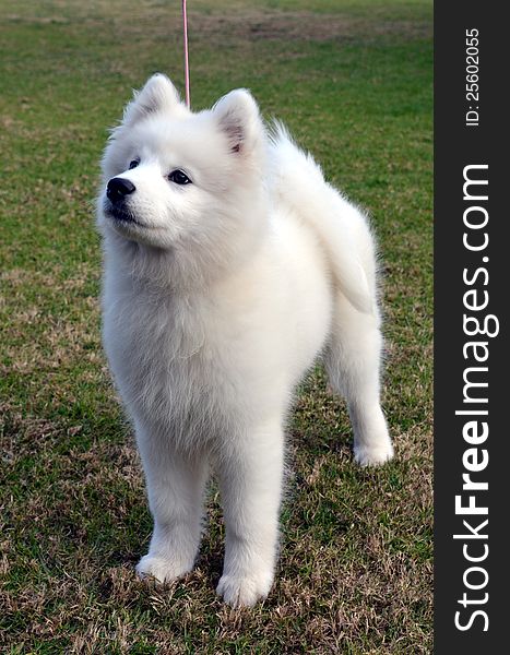 A 3 month old female pure bred Samoyed puppy standing in a show pose with a pink dog lead attached. A 3 month old female pure bred Samoyed puppy standing in a show pose with a pink dog lead attached.