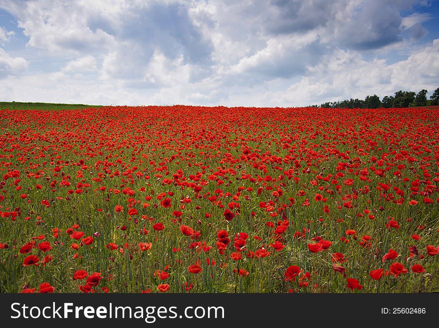 An entire fields of wonderful red poppies. An entire fields of wonderful red poppies