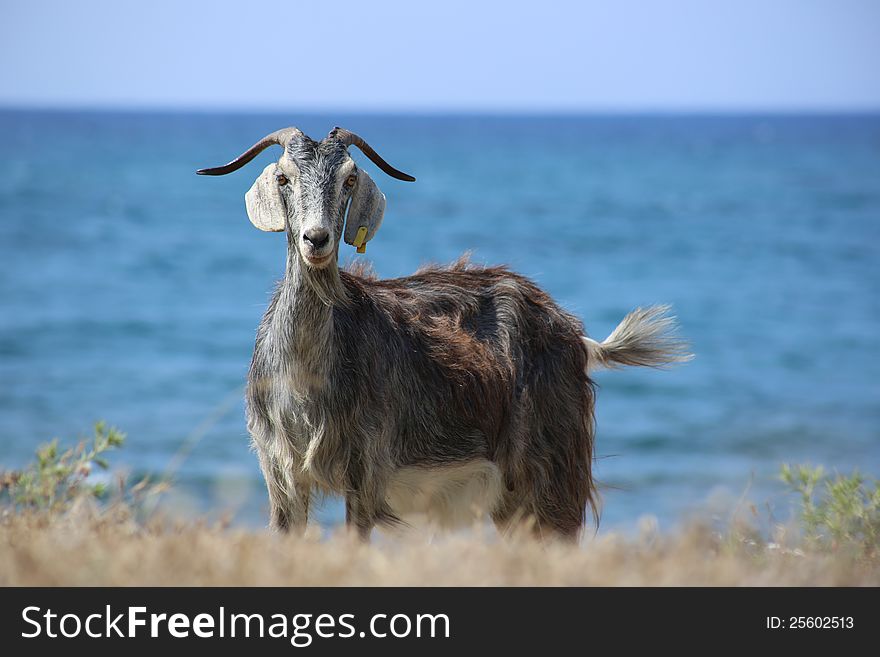 Goat in Greece, against the sea