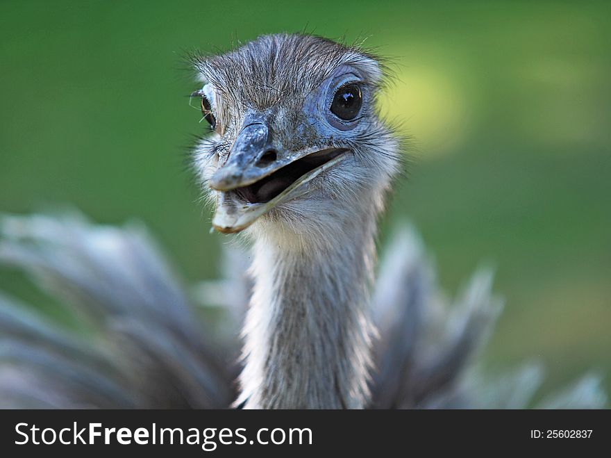 Portrait of Greater Rhea with open beak