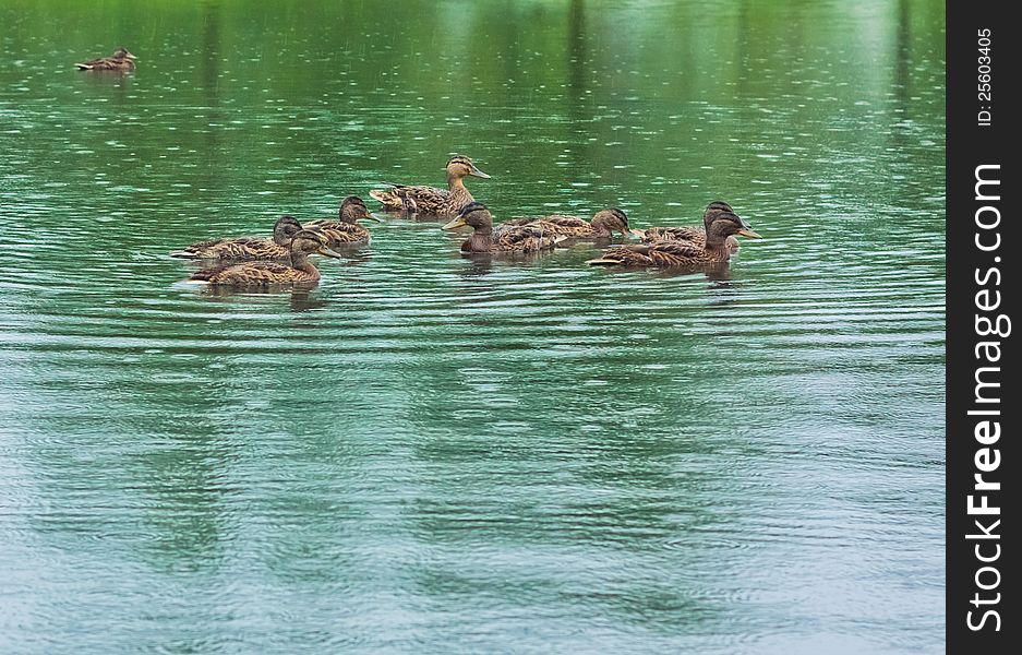 Group of mallard ducks on the lake