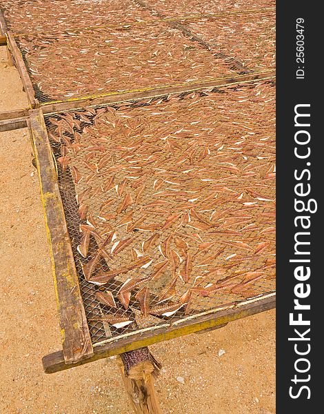 Fish dried in the sun. Fish dried in the sun