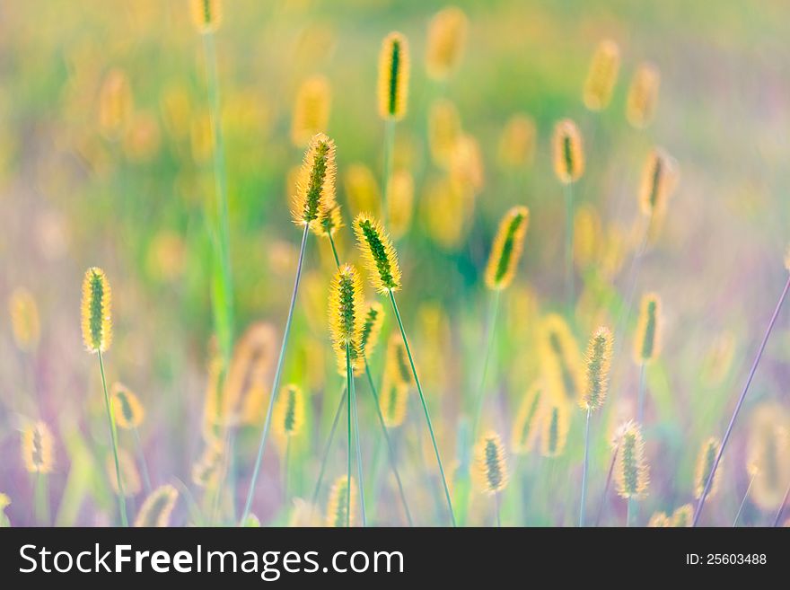 Long grass meadow closeup with bright sunlight. Long grass meadow closeup with bright sunlight