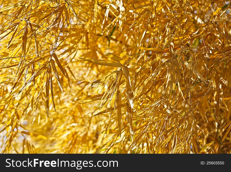 Image of Dried bamboo leaves. Image of Dried bamboo leaves.