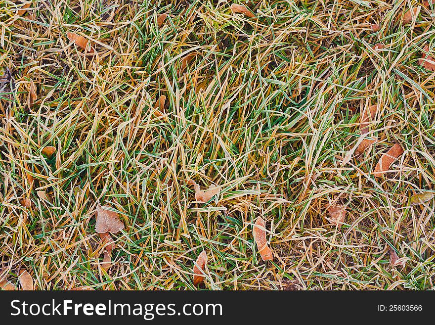 Hoar frost green grass under autumn sun. Hoar frost green grass under autumn sun