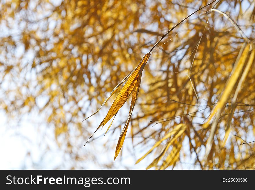 Image of Dried bamboo leaves. Image of Dried bamboo leaves.