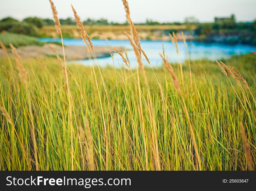 Field of grass on summer day. Field of grass on summer day.