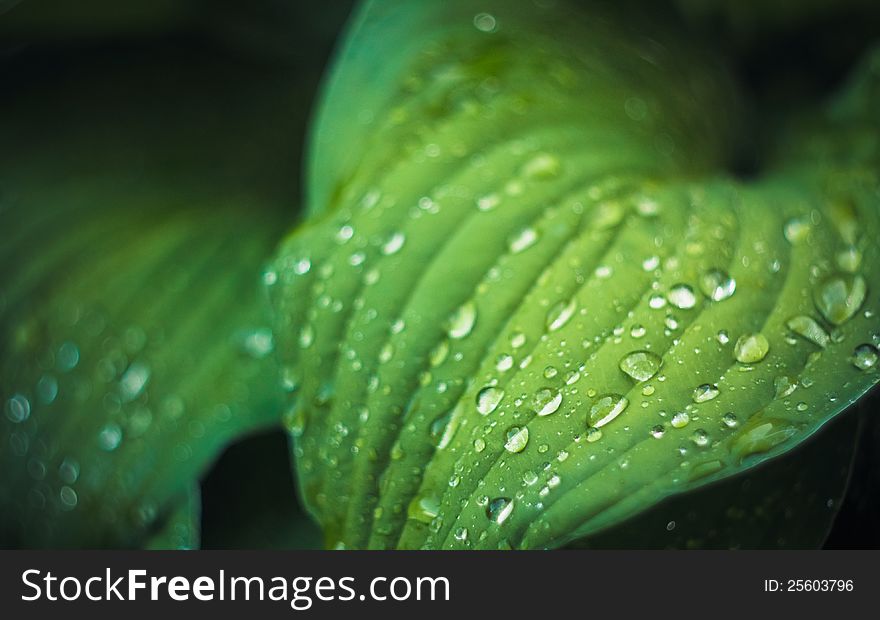 Water drops on the fresh green leaf