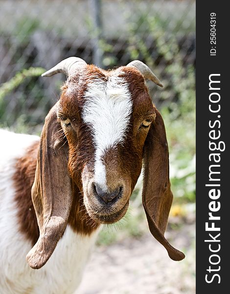 Boer doe goat female farm animal