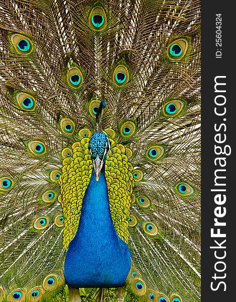 Male peacock displays feathers to court female