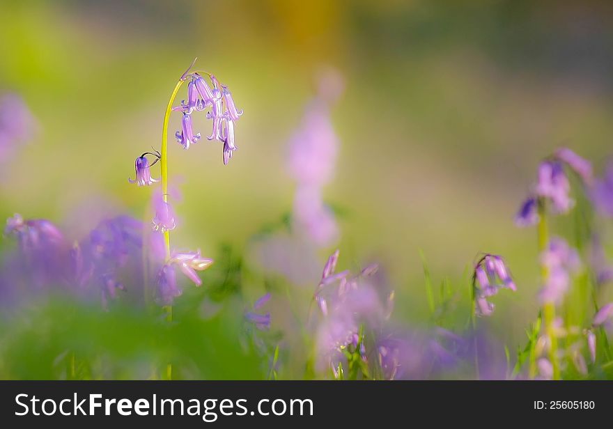 Bluebells in a meadow england in spring