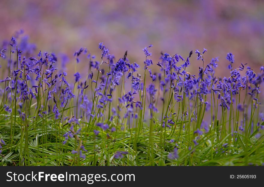 Bluebells in a meadow england in spring