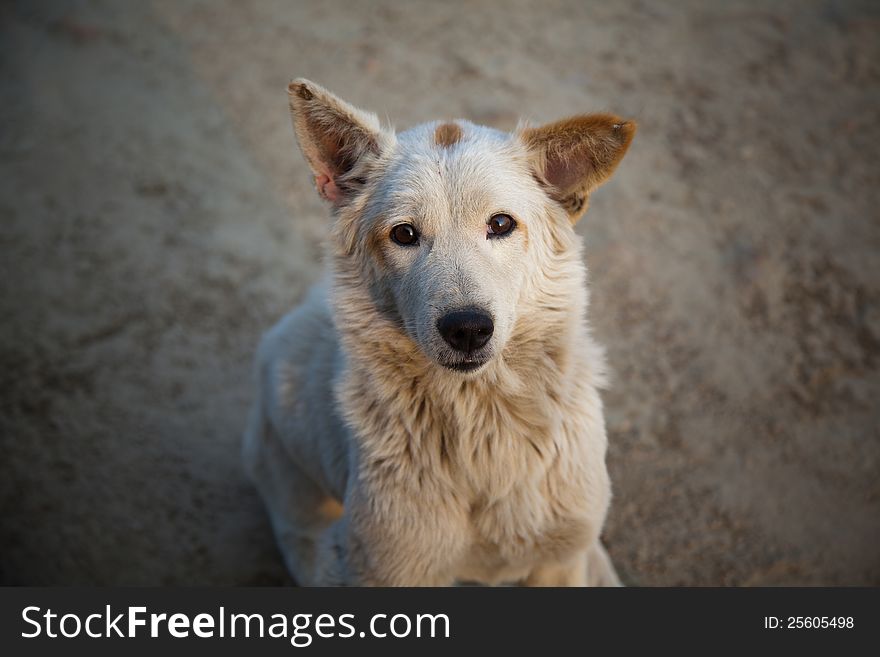 White sharp eyes dog with blurred  background. White sharp eyes dog with blurred  background