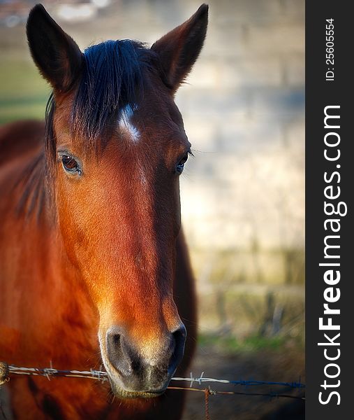 Beautiful horse looking into your eyes
