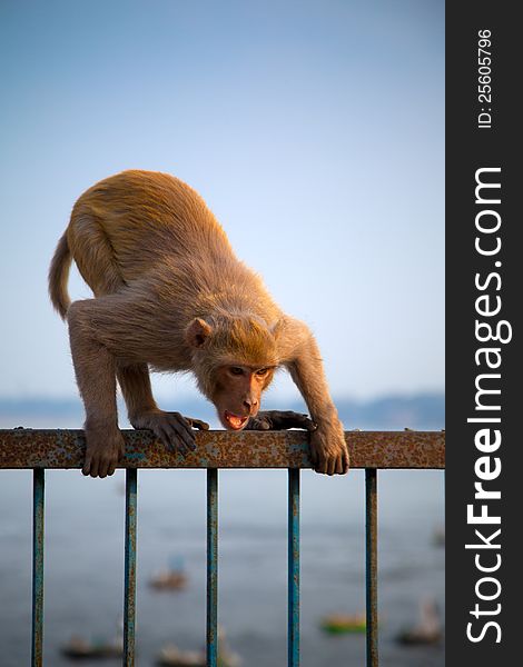 Indian monkey in attacking position over iron grid