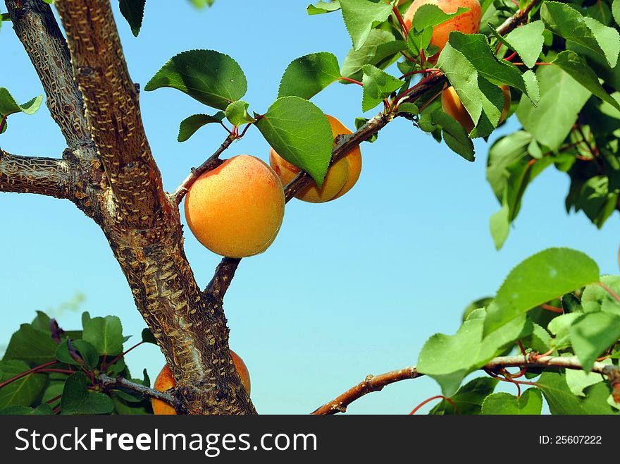 Mature organic apricots still on the tree