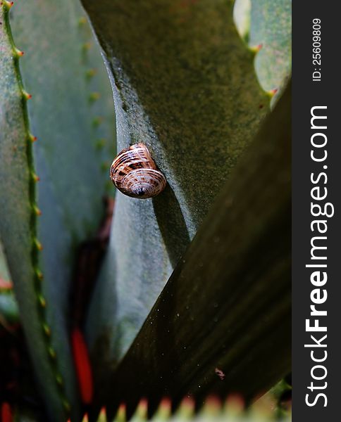 Close up of Garden Snail on Aloe Vera