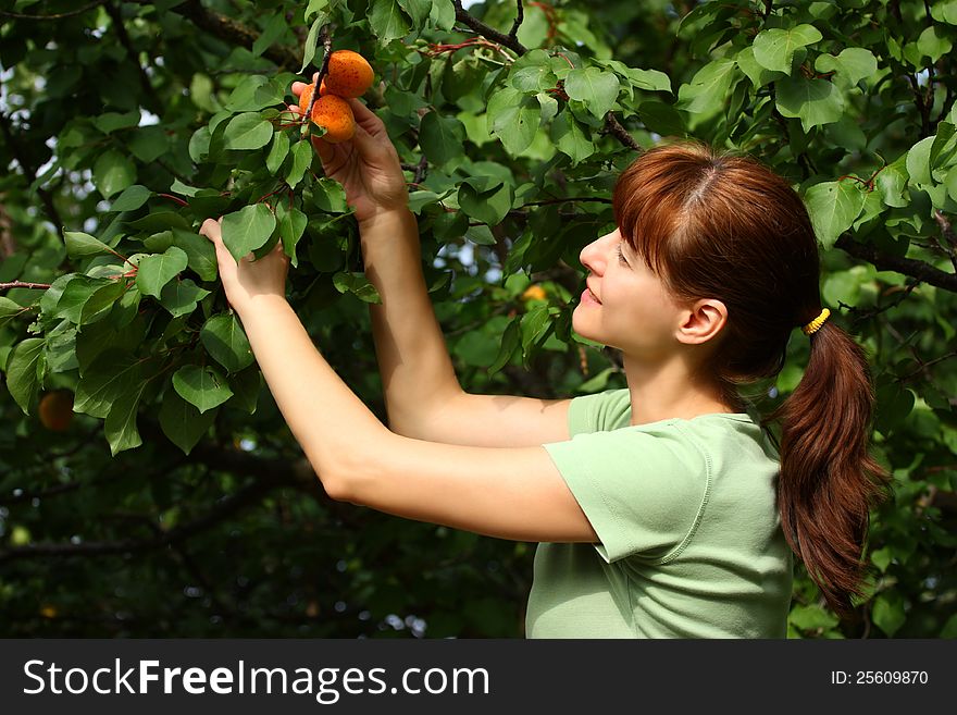 Woman picking apricots from a tree in fruit garden