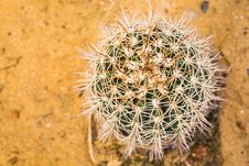 Cactus Royalty Free Stock Images