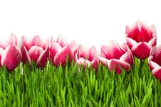 Fresh Tulip And Green Grass With Drops Dew Royalty Free Stock Photos Fresh Tulip And Green Grass With Drops Dew Royalty Free Stock Photos