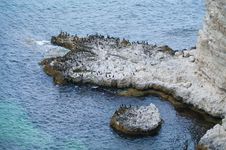 Bird Flock On The Cliff Stock Photos Bird Flock On The Cliff Stock Photos