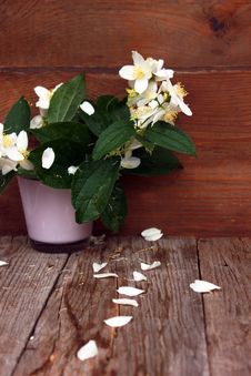 Flower Path Royalty Free Stock Images Flower Path Royalty Free Stock Images