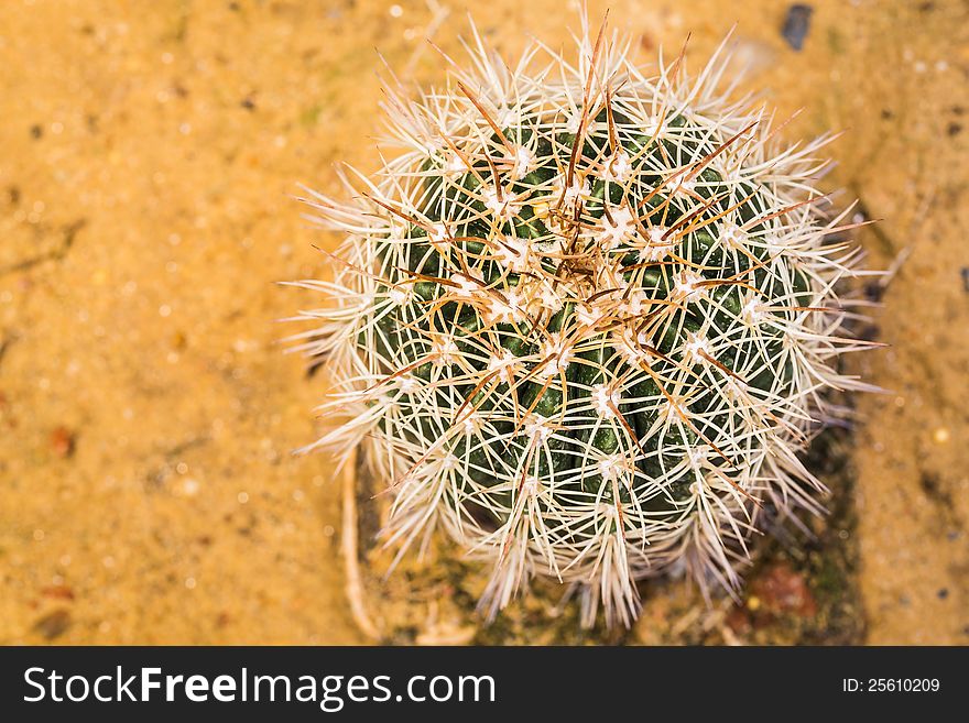Closeup and topview of cactus