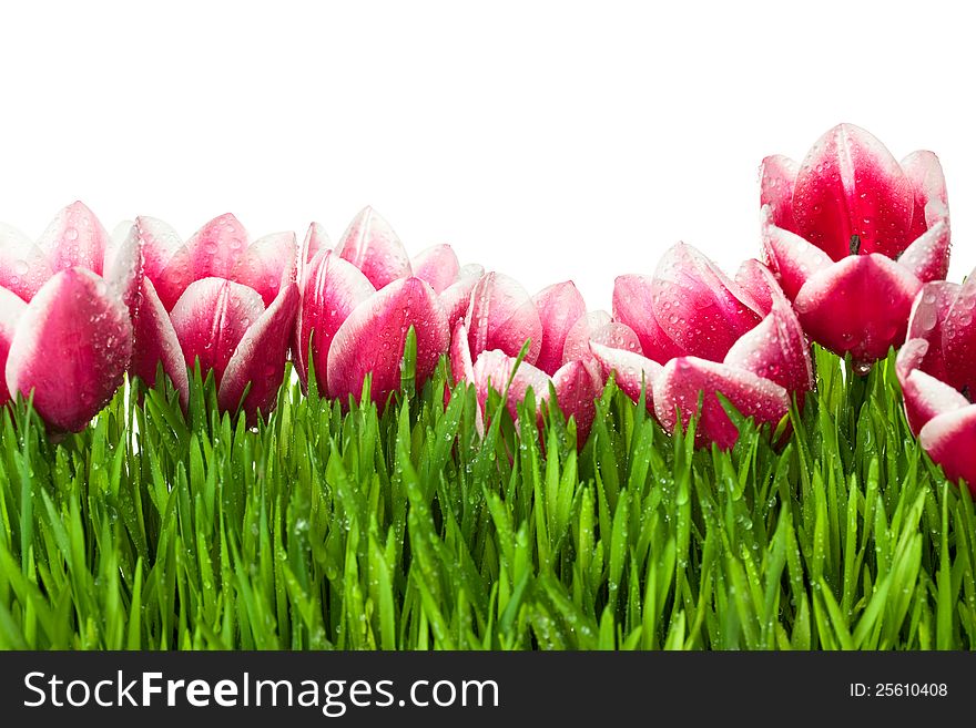 Fresh Tulip and green Grass with drops dew